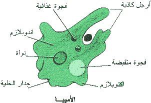 انتصار دلال التنظيم العصبي في الاوليات