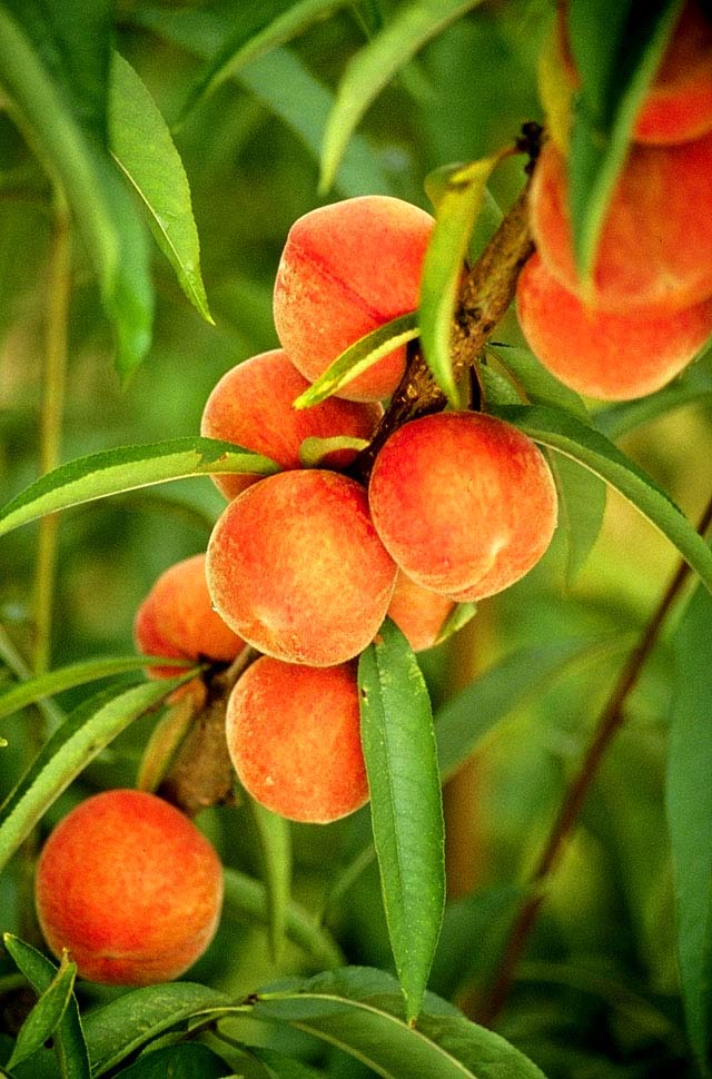 Flameprince_peaches.jpg