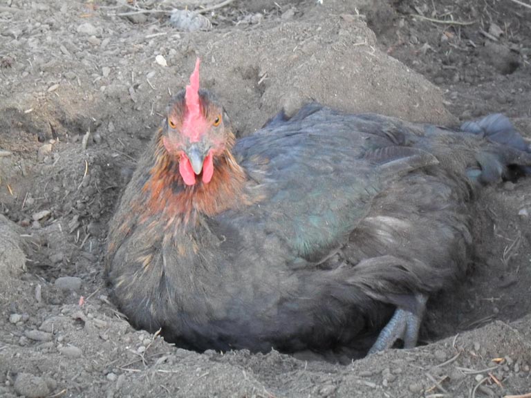 At The End Of My Leash No Pledge Required In Chicken Dusting