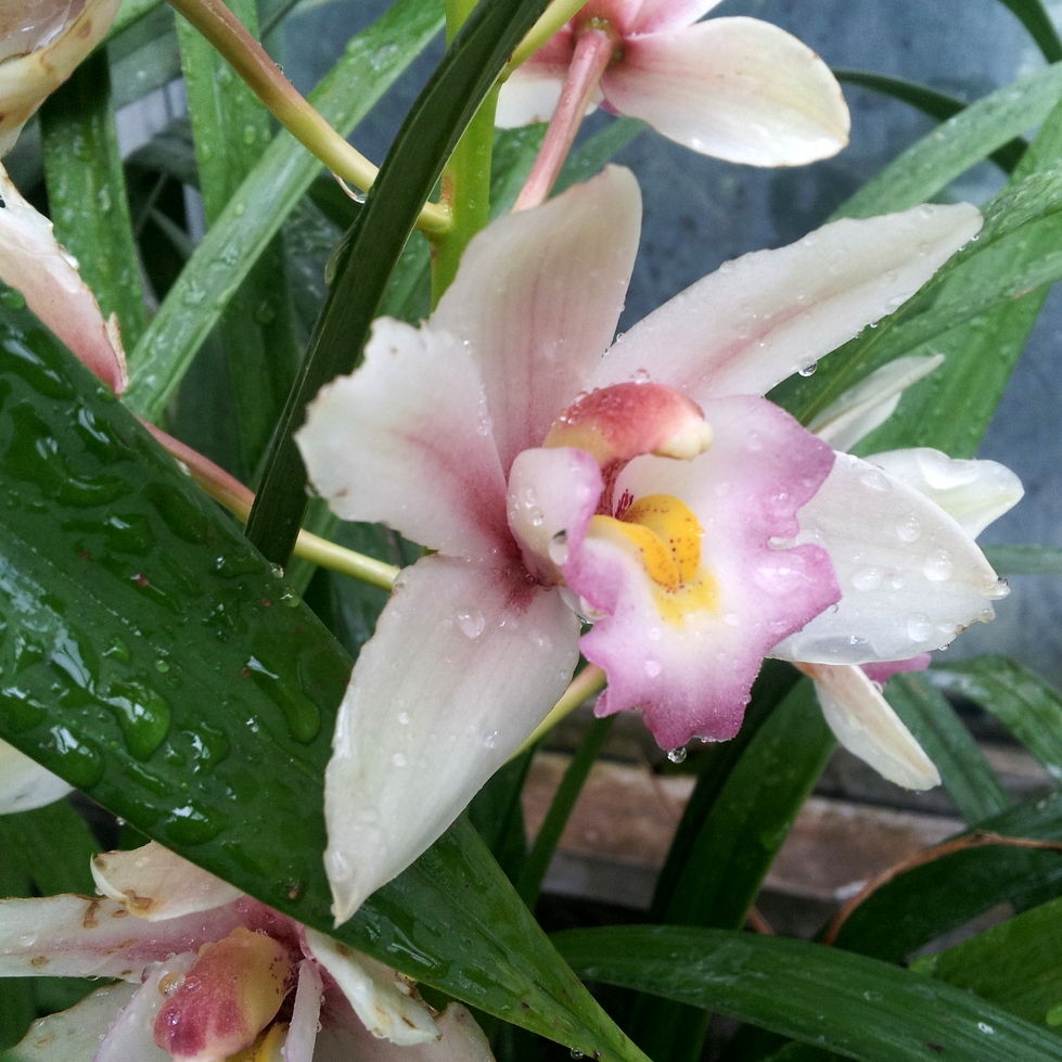 Plant Zone Flower Friday Orchids