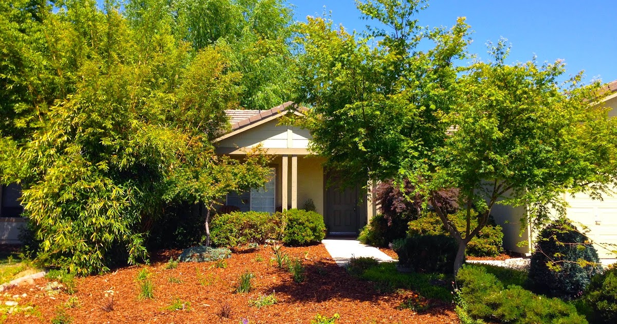 Bamboo Geek Is bamboo drought tolerant?