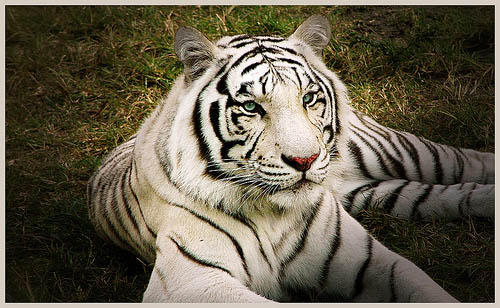 cute white tiger wallpaper. wallpaper white tiger. cute white tiger wallpaper.