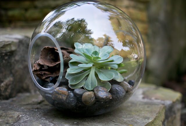 Accent Decor Terrariums with Crosswinds Vase and Driftwood