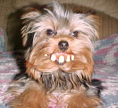 terrier yorkshire mini