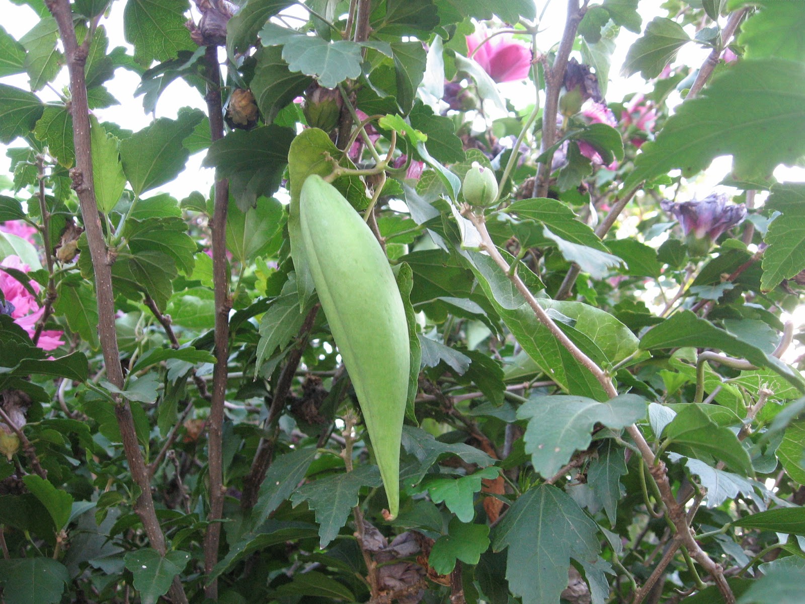 Kansas Gardener War on Weeds Climbing Milkweed Vine
