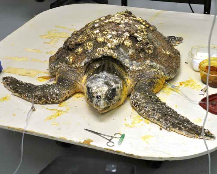 beats by dr dre pro sale beats by dr dre pro sale