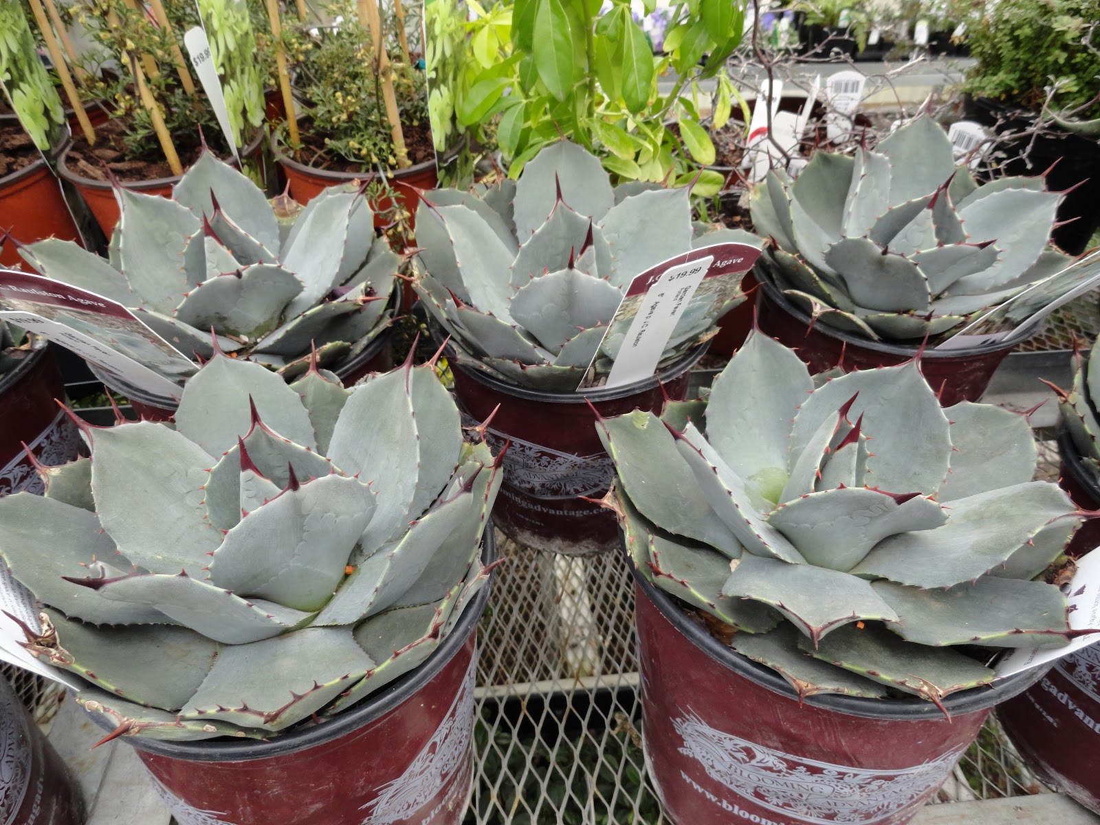 danger garden doin’ doubletakes…