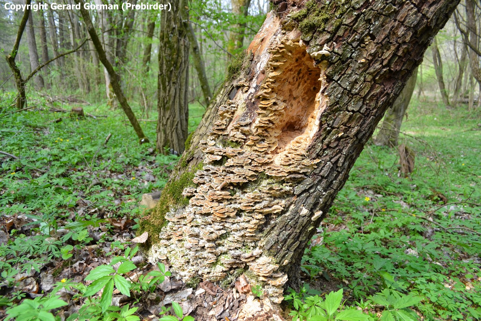 Woodpeckers Of Europe Woodpecker damage