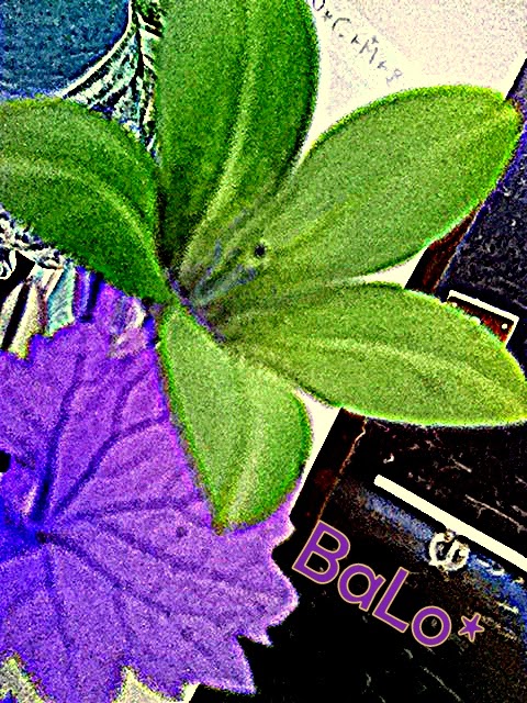 Regensburger Tagebuch August 2015