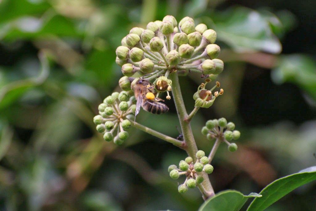 Biene an Blütentrauben