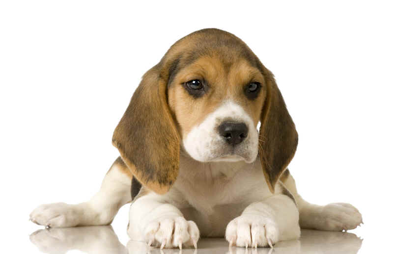 Get beagle barn