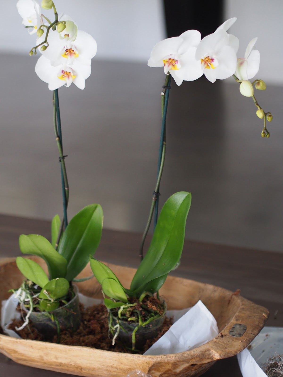Typical Domestic Babe How To Potted Orchids Displayed In A Dough Bowl