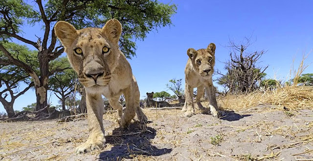 cámara en carrito controlado a control remoto primer plano leones en Botswana