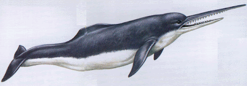 cetaceos prehistoricos Eurhinodelphis