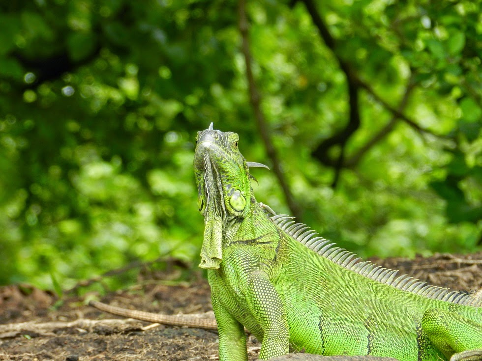 Iguana in the sun
