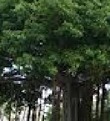 Banyan tree essay 10 lines in english picture