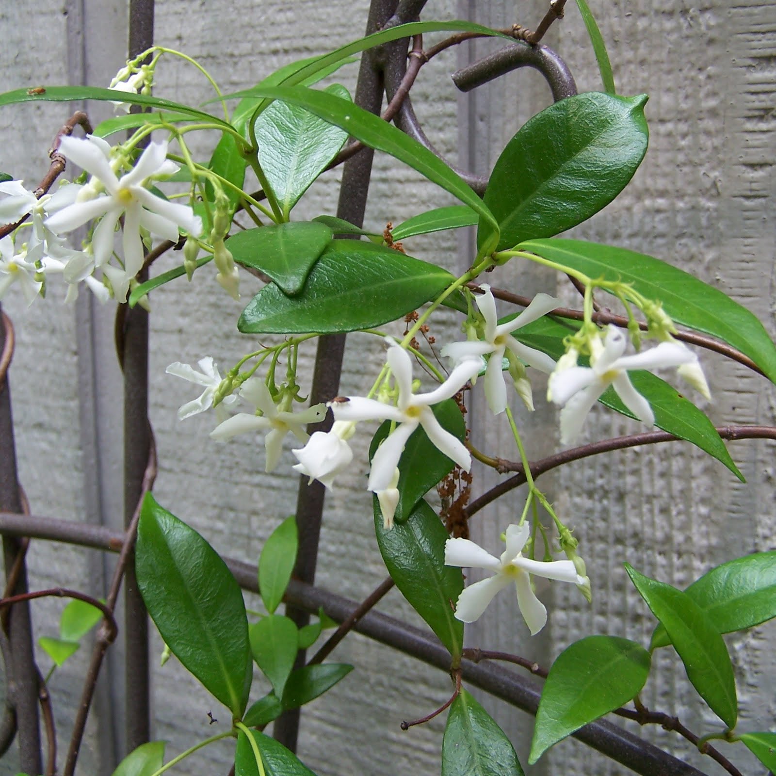 Green Place Confederate Star Jasmine