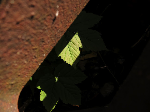 The leaf of a sycamore tree growing in a street drain glimpsed between the bars of its cover.