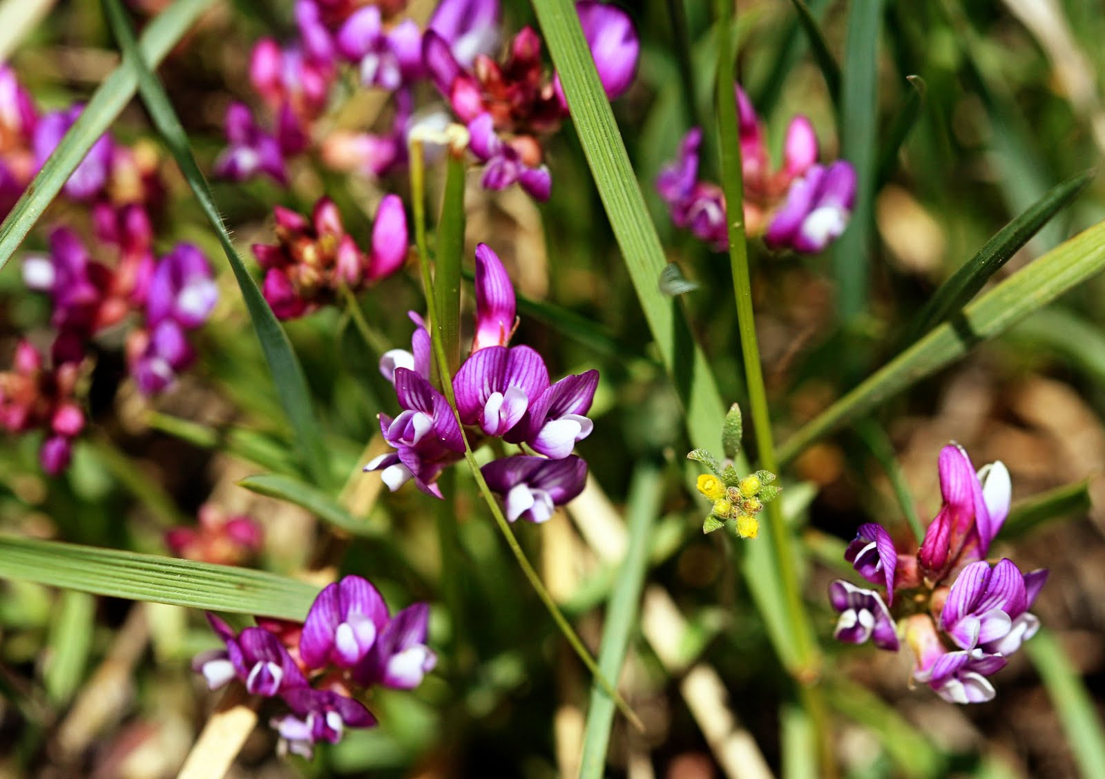 Double H Photography Spring Growth