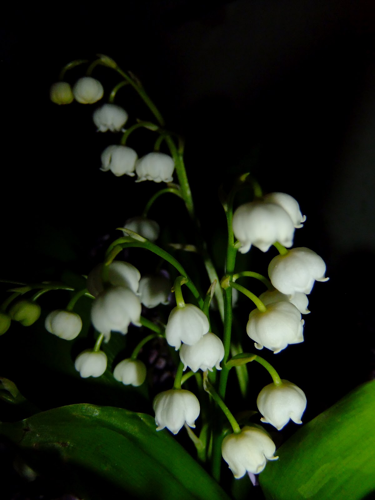 ALL WiLD PiCTURES 1er Mai, fleur de muguet.