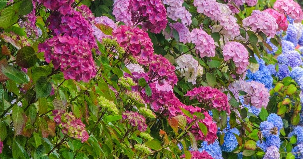 Pacific Northwest Photography Hydrangeas