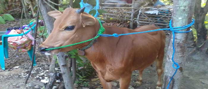 Bolehkah Menjual Hewan Qurban Bolehkah Menjual Hewan Qurban