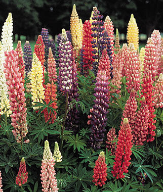 Lupine - Mixed Colours