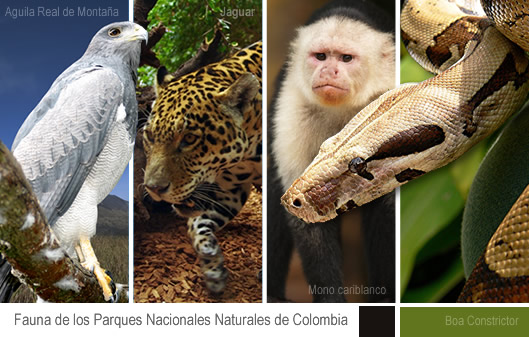 Biodiversidad De Las Aves En Colombia