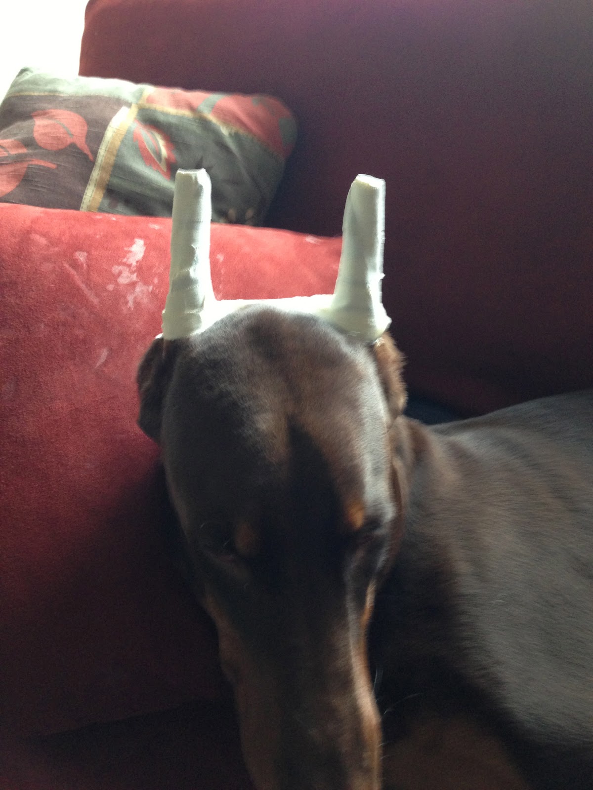 One ear folds inward with certain expression Doberman Forum