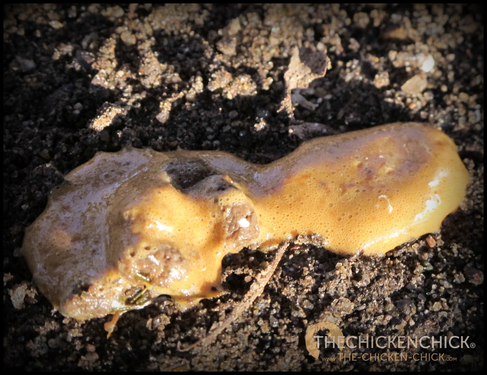 Control & Treatment of Worms in Chickens The Chicken Chick®