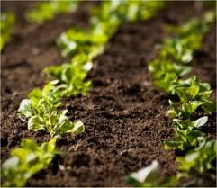 el abono orgnico es un fertilizante que proviene de animales humanos restos vegetales u otra fuente orgnica y natural en cambio los abonos inorgnicos - Abono Natural el abono orgnico es un fertilizante que proviene de animales humanos restos vegetales u otra fuente orgnica y natural en cambio los abonos inorgnicos - Abono Natural