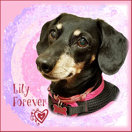 Lily - in our hearts forever