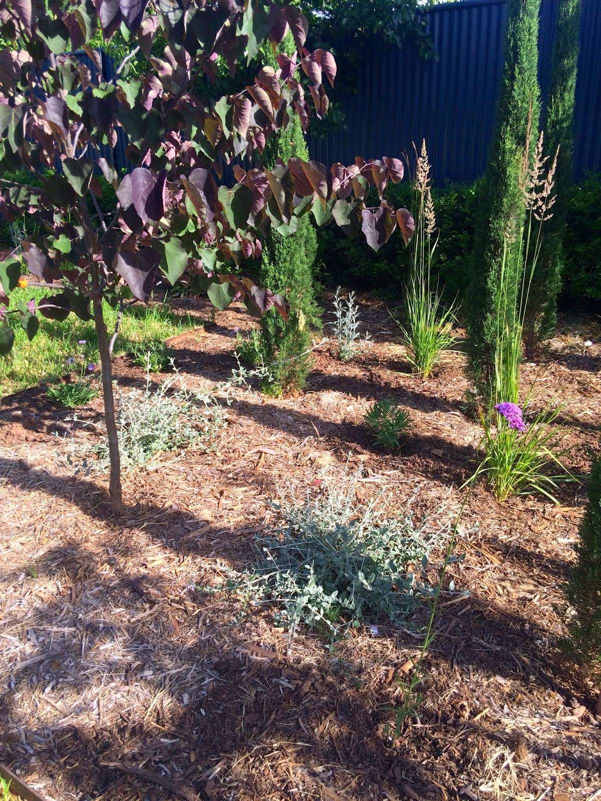 adelaide villa this week christmas decorations the can i replant my christmas tree