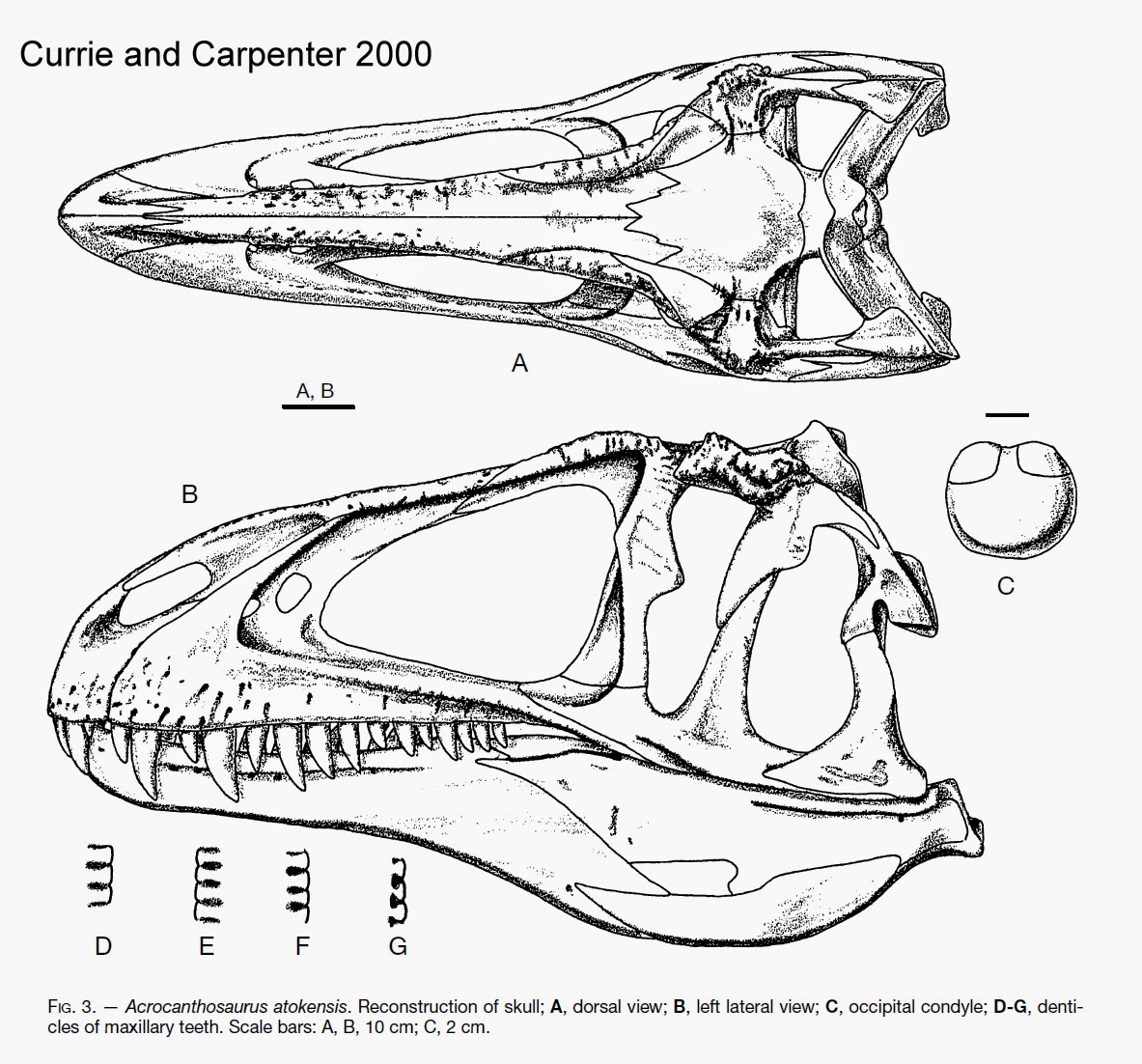 theropoda due acrocanthosaurus vs uno spinozilla