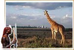 Kenya Maasai Wildlife