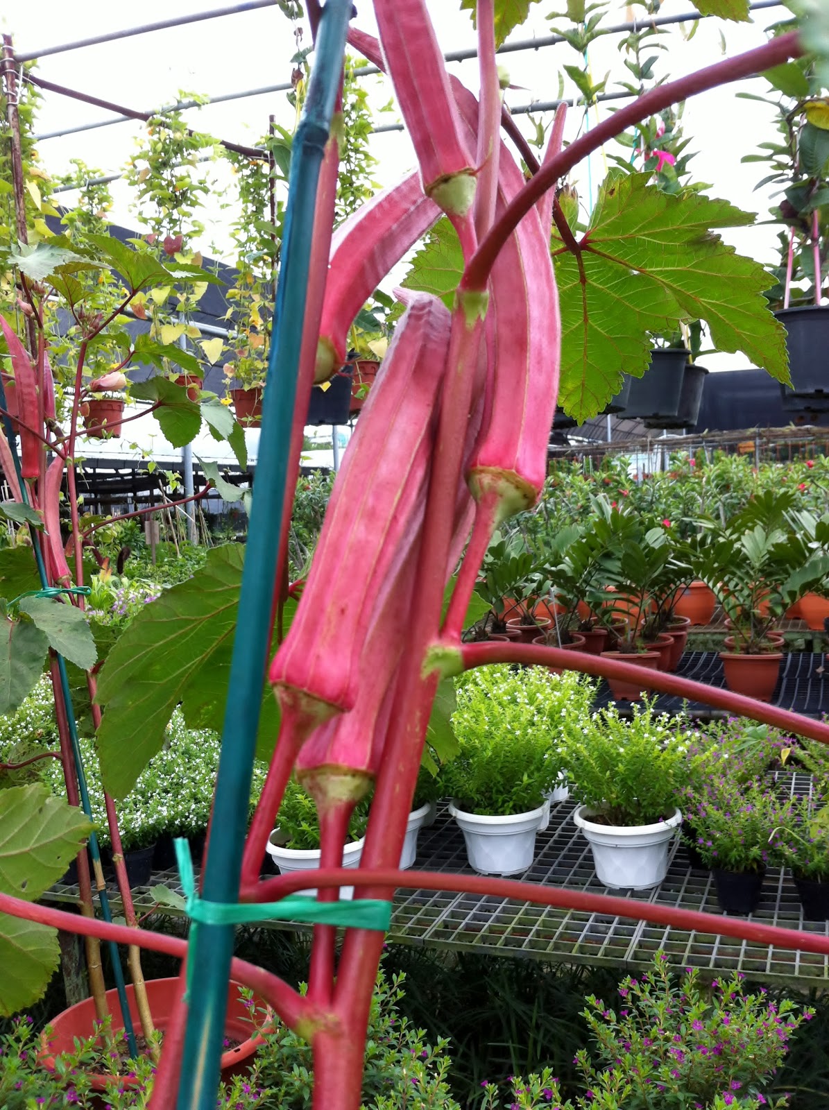 Singapore Plants Lover Lady Finger