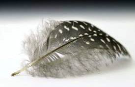 اللي على راسه ريشة بطحة يتحسسها الكرك قير حارسة