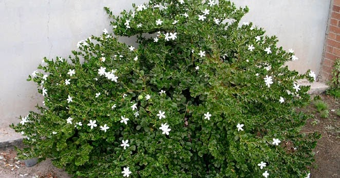 Home And Garden : Carissa macrocarpa