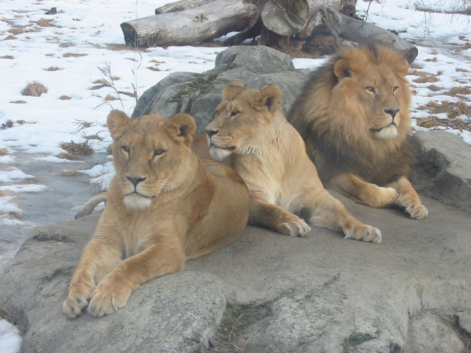 Winter Lions