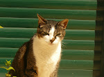 Bono- o meu gatinho