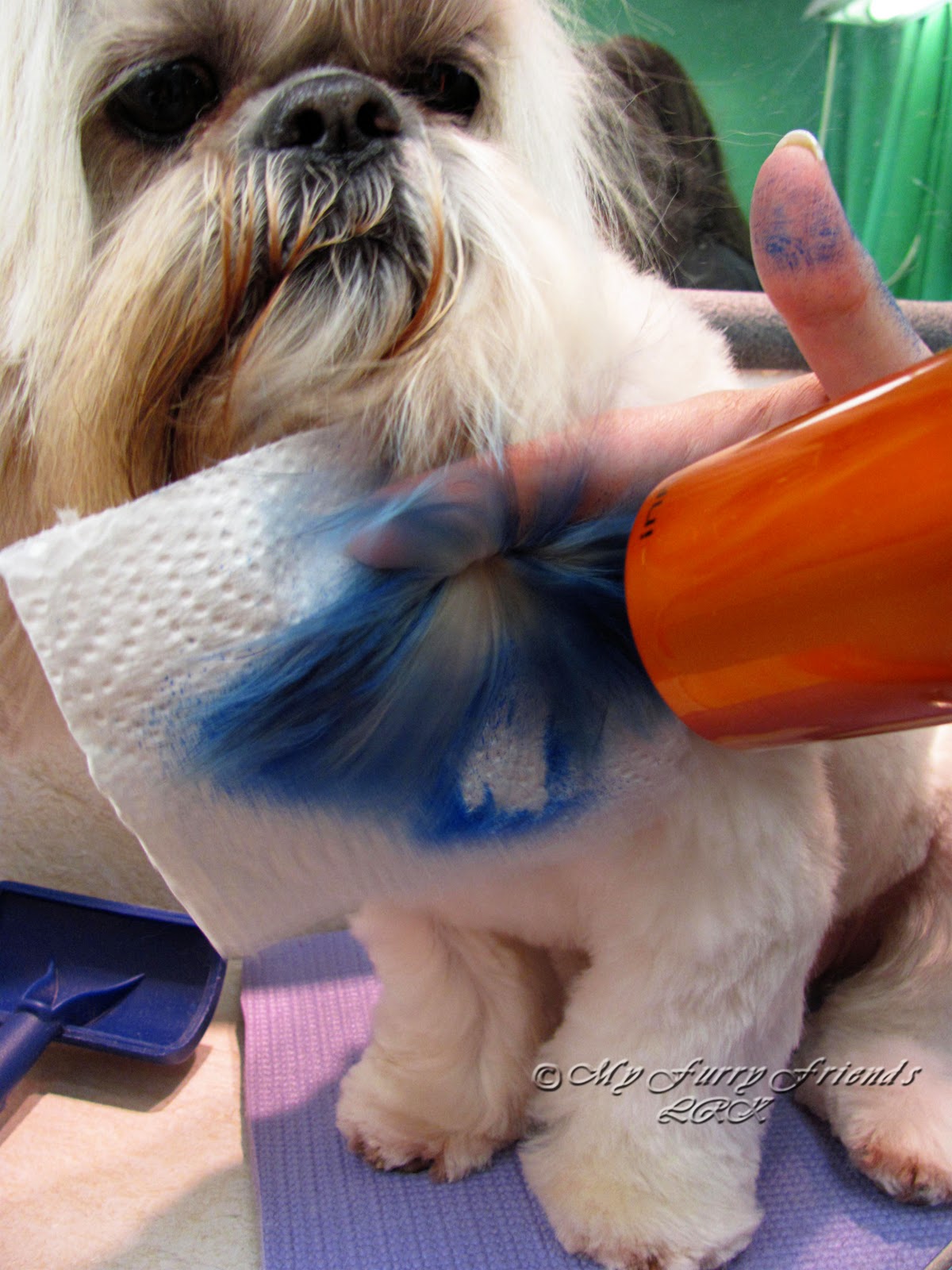 Pet Grooming The Good, The Bad, & The Furry Can You Color My Dog?