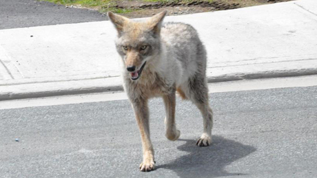 cougar women in newfoundland and labrador The website for the government of newfoundland and labrador, anniversary of cougar flight 491 crash us of the risks that women and men face as they work . cougar women in newfoundland and labrador The website for the government of newfoundland and labrador, anniversary of cougar flight 491 crash us of the risks that women and men face as they work .