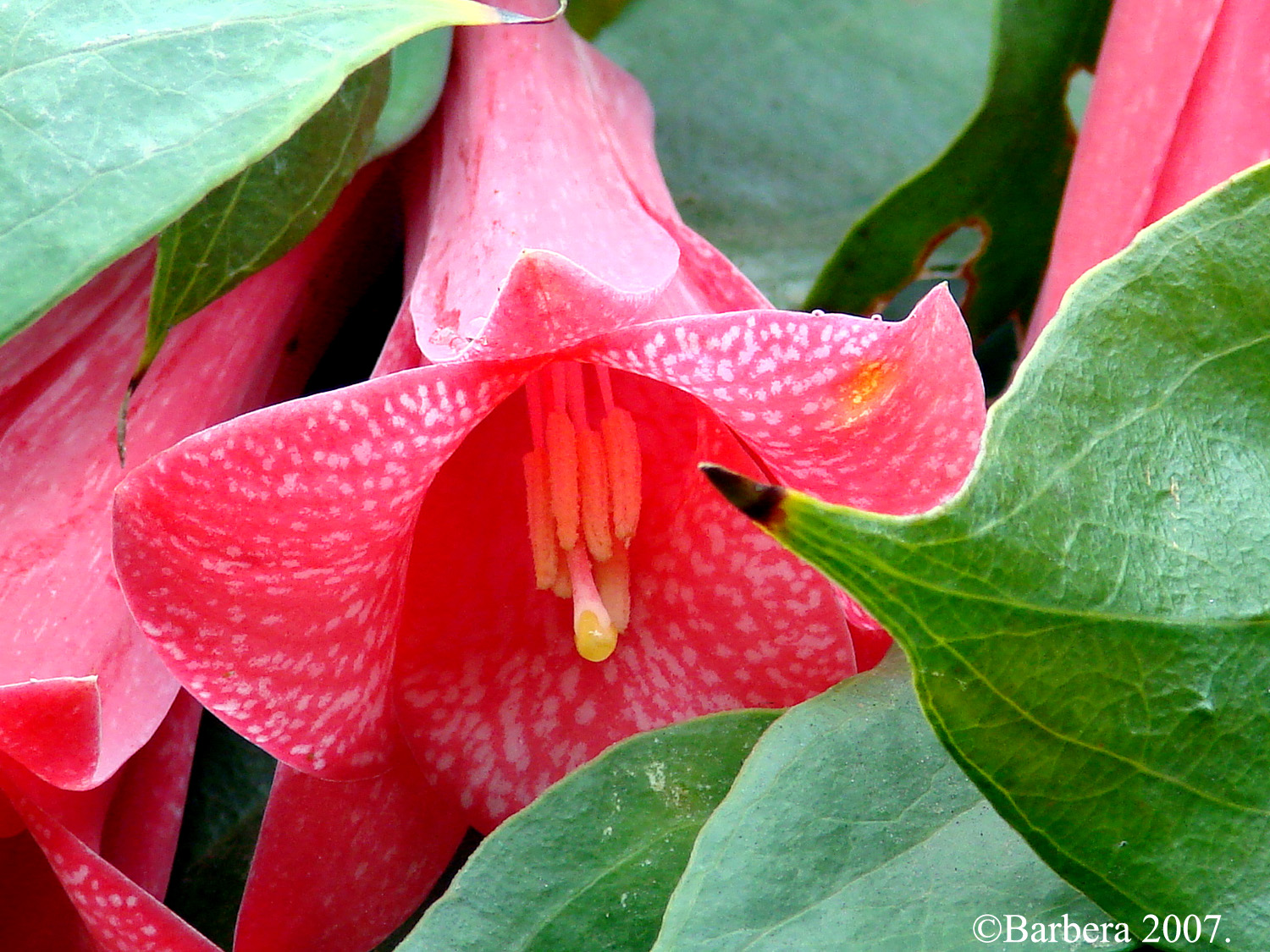 FLOWERS OF THE BLUE PRECIOUS FLOWERS