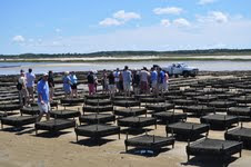 Mass Oyster Restoration Group Tours Big Rock Oyster Co in Dennis MA