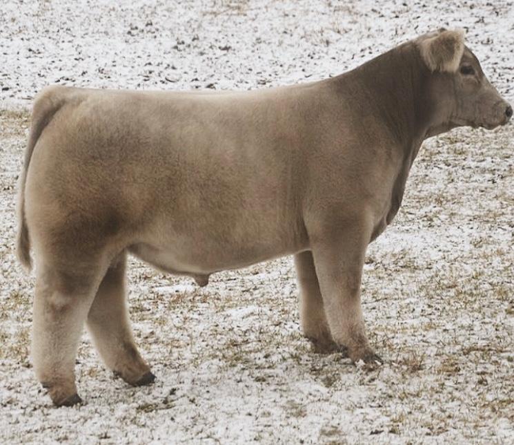 MITTAG Blog BULL LEASE FOR SUMMER 2019 BREEDING SEASON