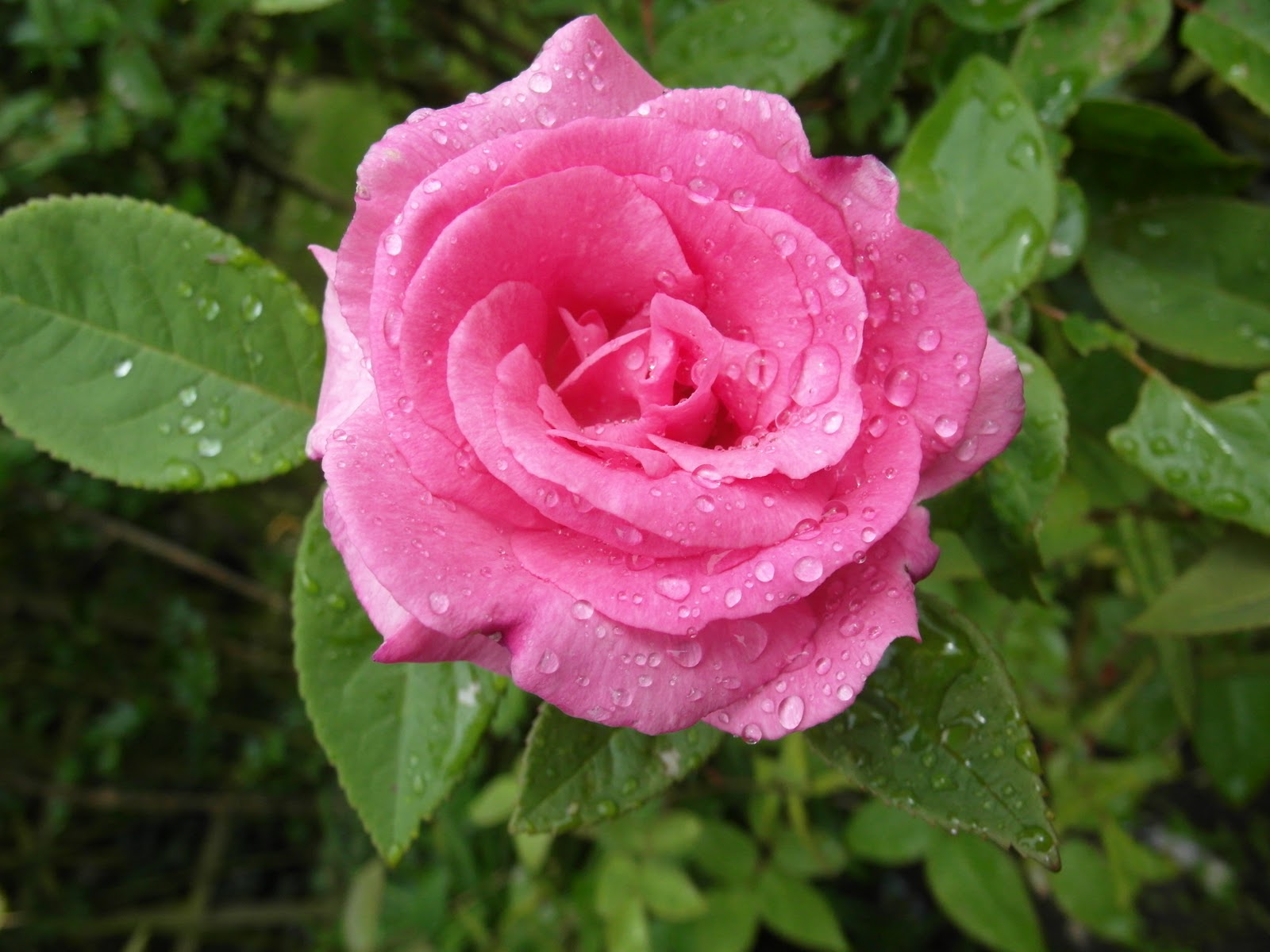 Ingers have: blomsterne Monets blomster billeder