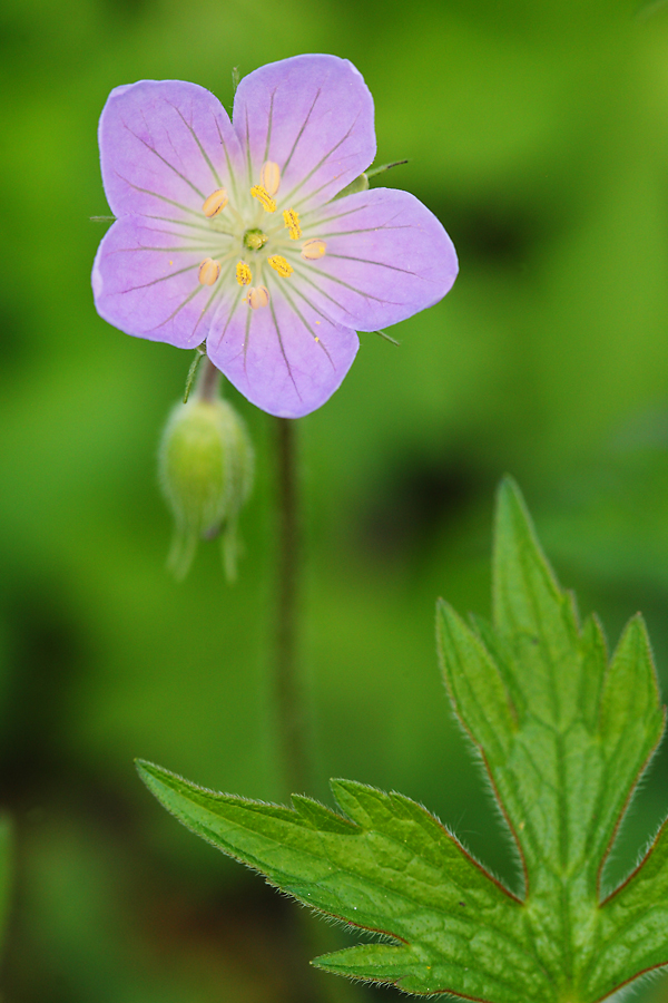 Natural Spaces Photography Spring Wildflowers in Wisconsin