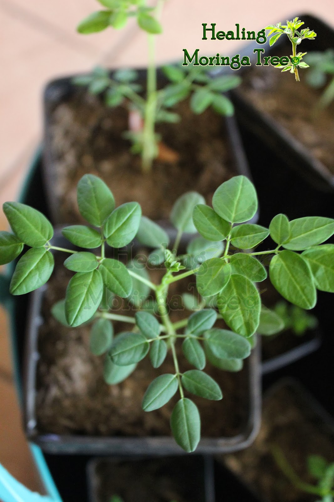 Organic Moringa Trees, Tree of LIFE, Inland empire CA Healthy Beautiful Organic Moringas for