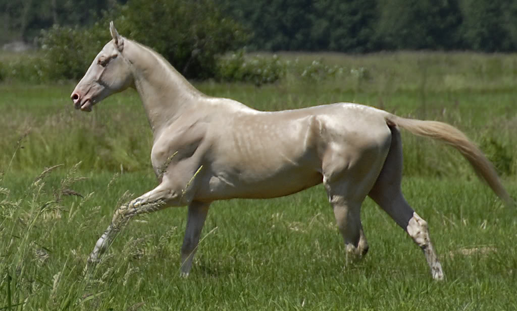 Te gustan los Akhal Teke Cremello? Mira que foto Mundo del Caballo Es