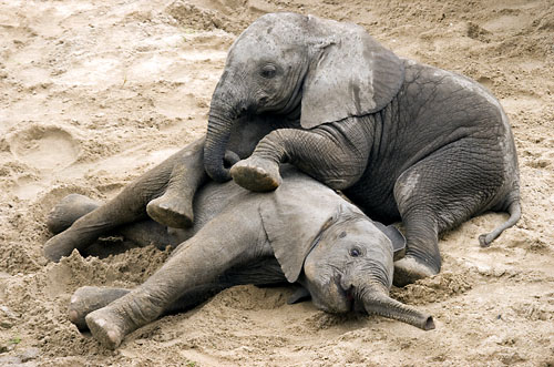 Baby Elephants Photos